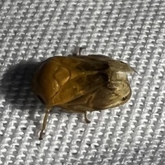 Clastoptera achatina