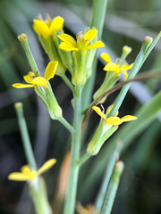 Erysimum inconspicuum