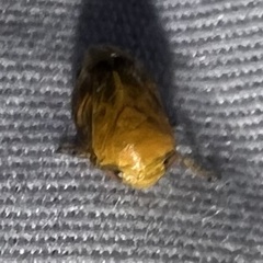 Clastoptera achatina