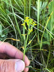 Erysimum inconspicuum