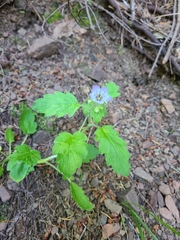 Phacelia bolanderi