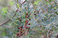 Pultenaea euchila