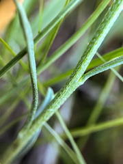 Erysimum inconspicuum