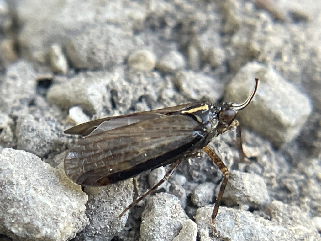 Scolops fumidus
