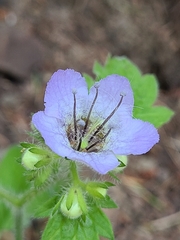 Phacelia bolanderi