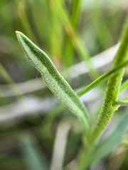 Erysimum inconspicuum