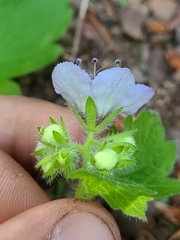 Phacelia bolanderi
