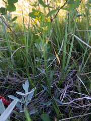 Erysimum inconspicuum