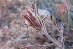 Cordylanthus kingii helleri