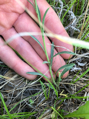 Erysimum inconspicuum