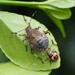 True Bugs, Hoppers, Aphids, and Allies - Photo (c) Denise Williams, some rights reserved (CC BY-NC), uploaded by Denise Williams