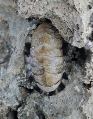 Acanthopleura