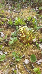 Splachnum luteum