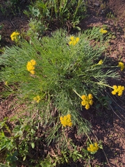 Lomatium grayi