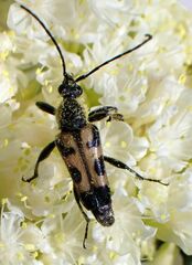 Toxoleptura vexatrix