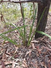 Dianella brevipedunculata