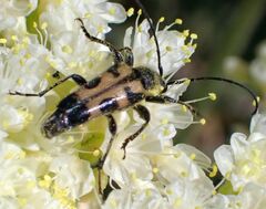 Toxoleptura vexatrix