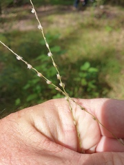 Digitaria ammophila