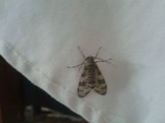Eucereon myrina
