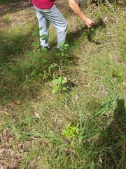 Digitaria ammophila