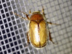Phyllophaga tristis