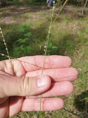 Digitaria ammophila