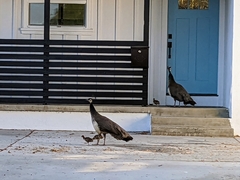 Pavo cristatus