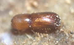 Xyleborus volvulus
