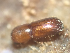 Xyleborus volvulus