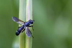 Cylindromyia bicolor