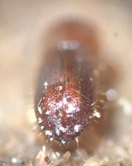 Xyleborus volvulus