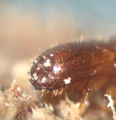 Xyleborus volvulus