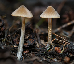 Entoloma holoconiotum