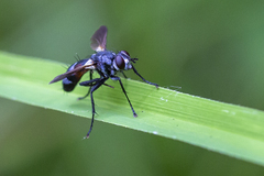 Cylindromyia bicolor