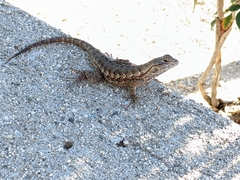 Sceloporus occidentalis