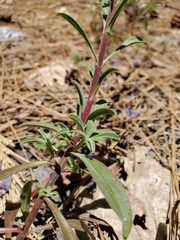 Penstemon laetus laetus