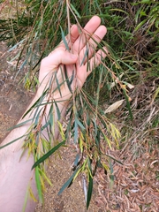 Eucalyptus pulchella