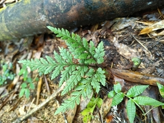 Sceptridium formosanum