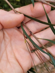 Eucalyptus pulchella