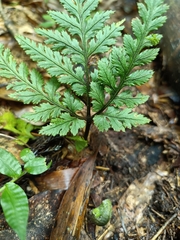 Sceptridium formosanum