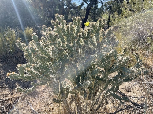 Brownspined pricklypear (Cylindropuntia bernardina)