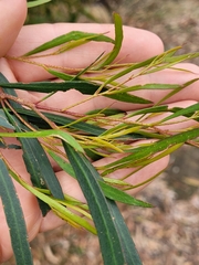 Eucalyptus pulchella