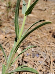 Penstemon laetus laetus
