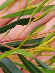 Eucalyptus pulchella