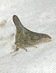 Glossonotus acuminatus