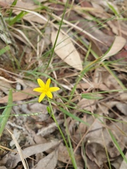 Hypoxis pratensis