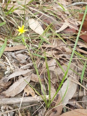 Hypoxis pratensis