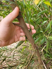 Eucalyptus pulchella