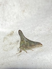 Glossonotus acuminatus