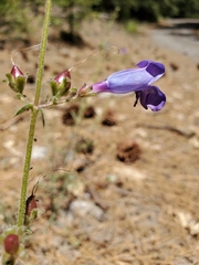 Penstemon laetus laetus